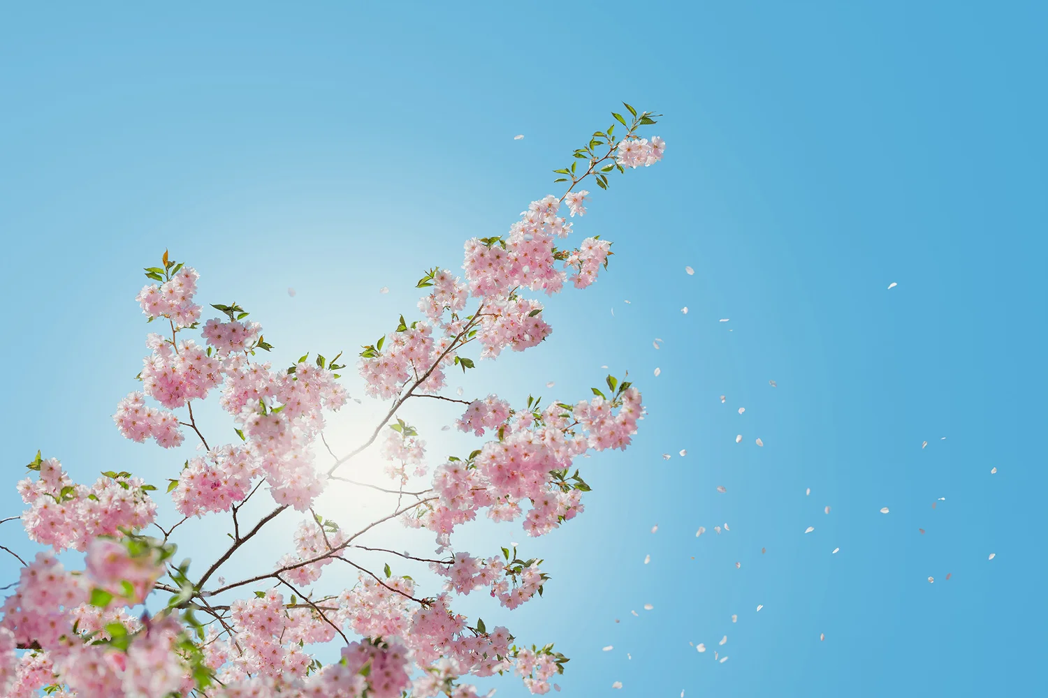 Spring blossom