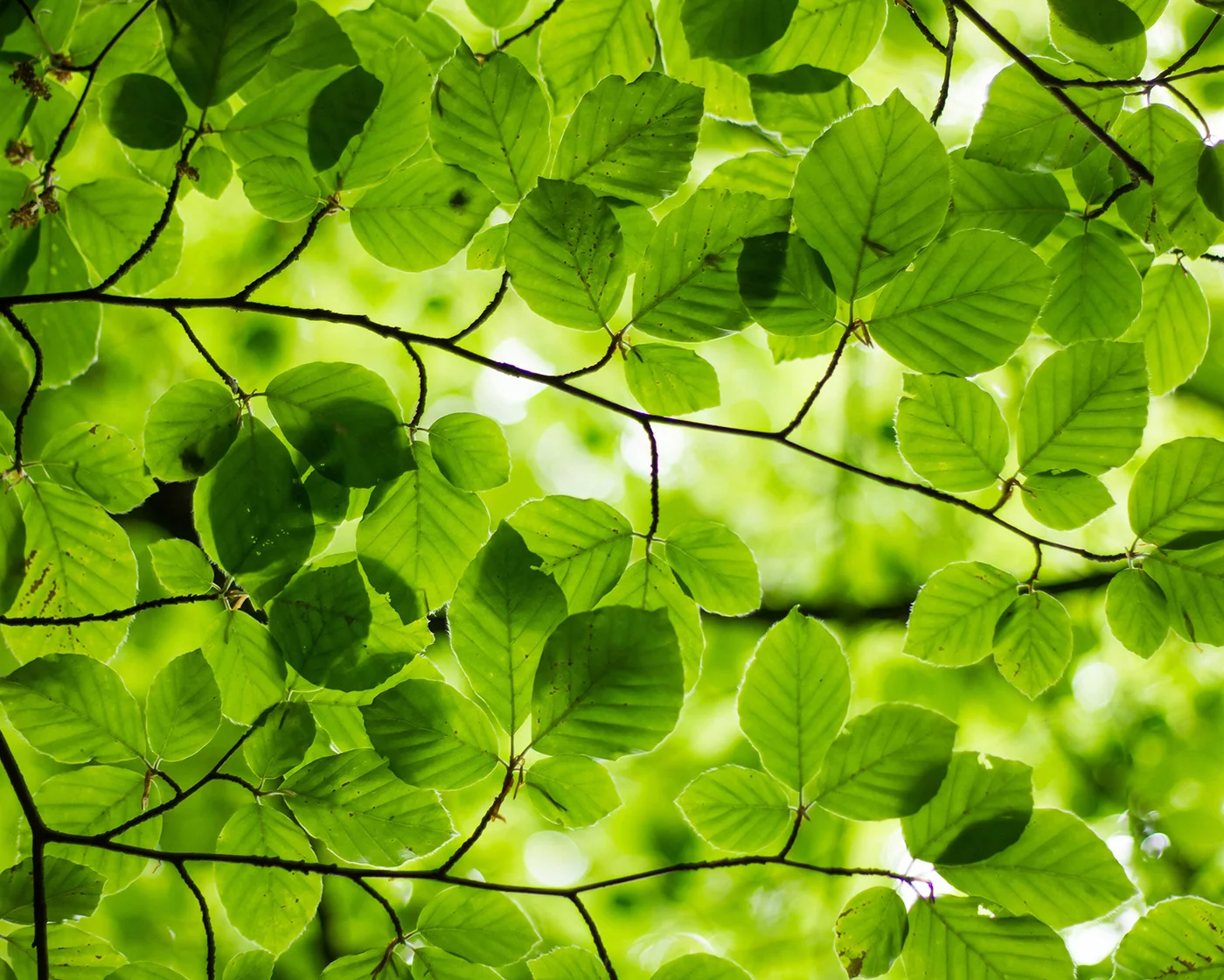 Green leaves