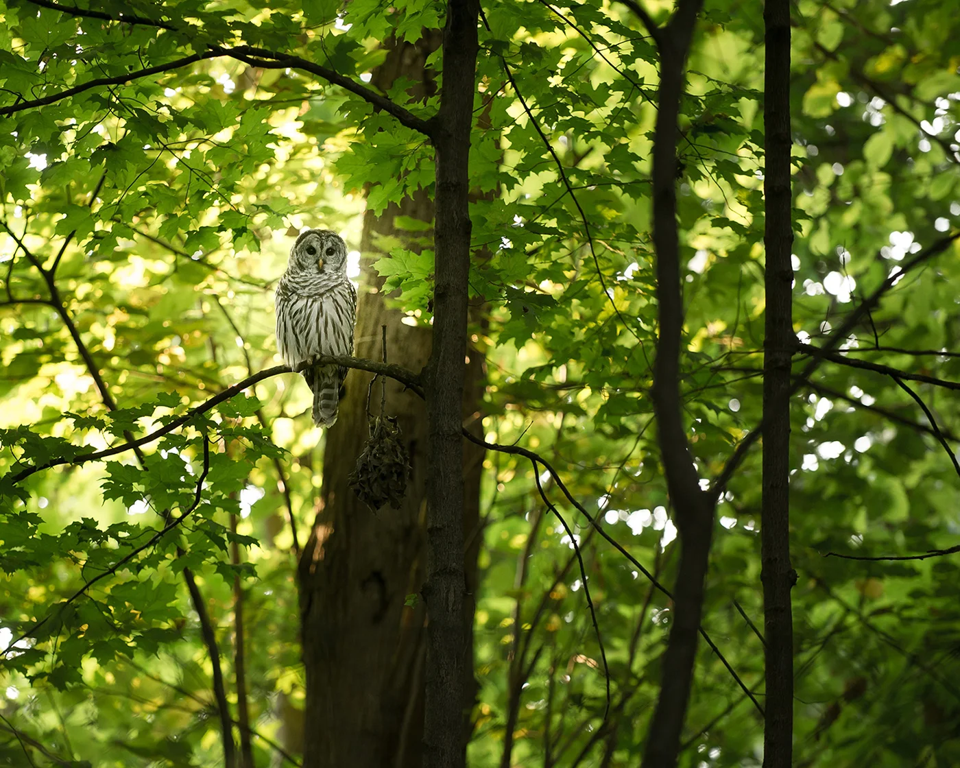 Owl in the forest