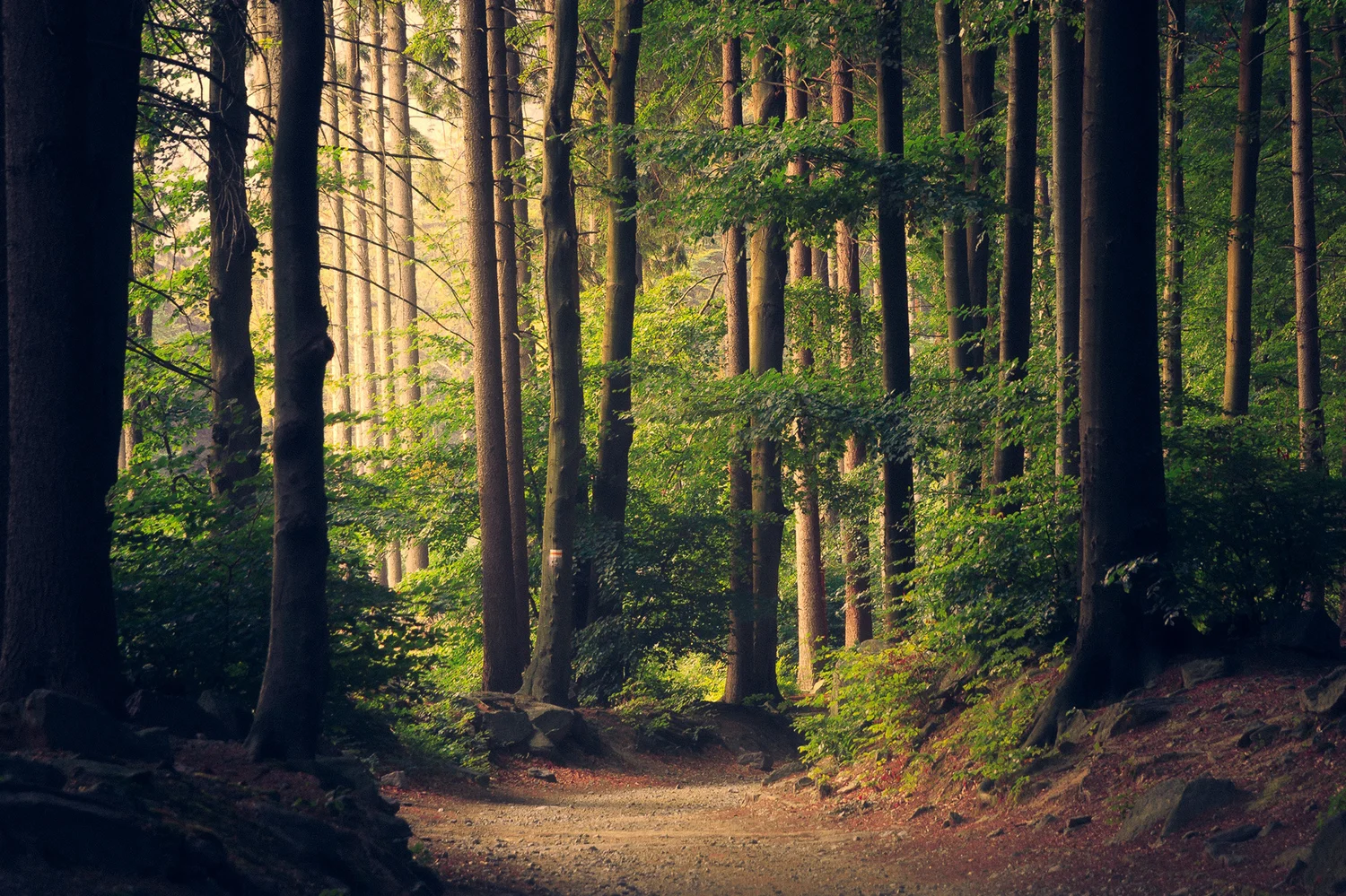 Wisconsin woodland